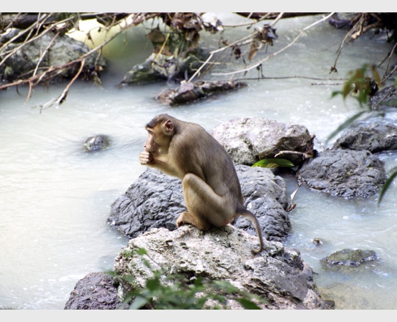 Pensive macaque - Tabin, Malaysia, 2007